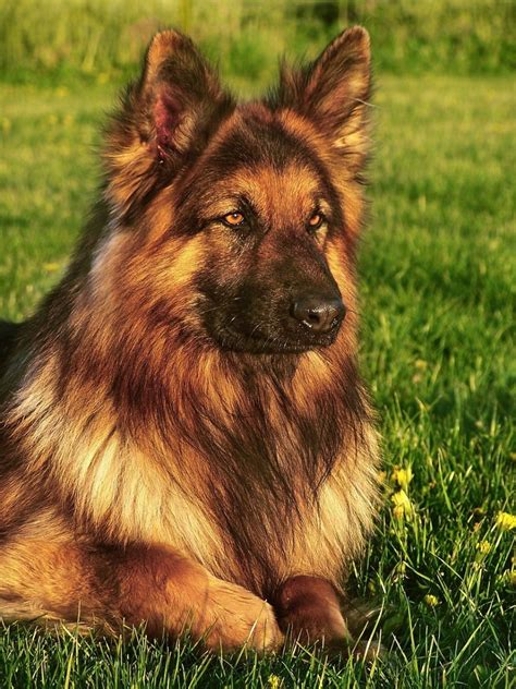 brown long haired german shepherd