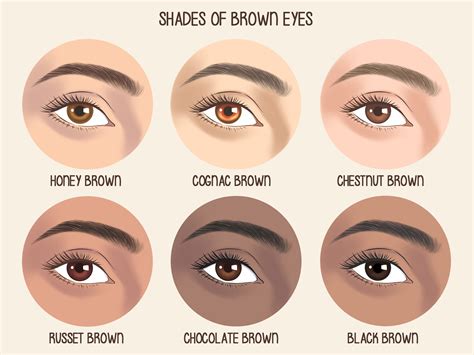 brown love eye