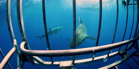 brown onlyfans shane