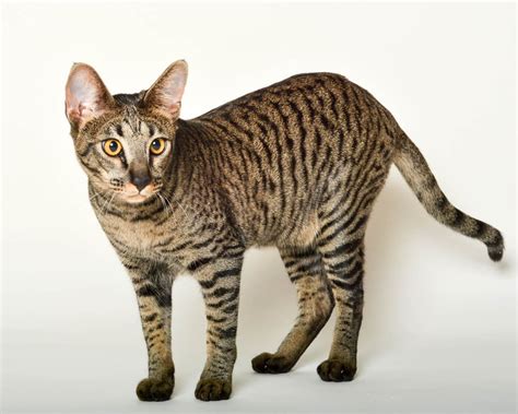 Brown Pattern Cat
