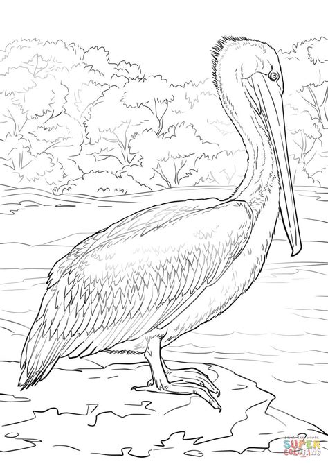 brown pelican coloring page