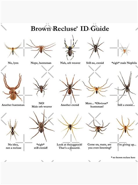 brown recluse compared to hand
