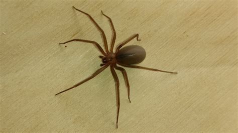 brown recluse oregon