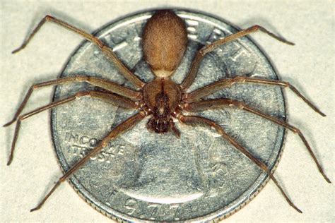 Brown Recluse Size Chart