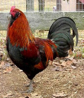 brown red ameraucana rooster