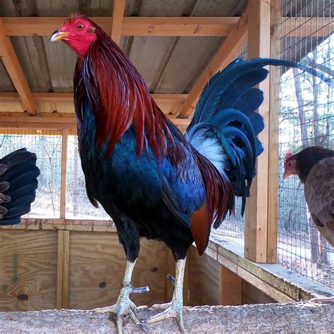brown red roosters for sale
