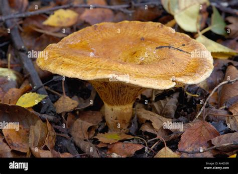 Brown Roll Rim Fungus Paxillus Involutus High Resolution Stock