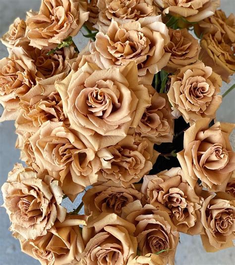 Mystery of Brown Roses Unveiled