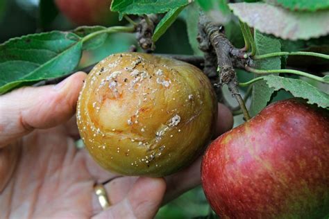 brown rot in fruit trees