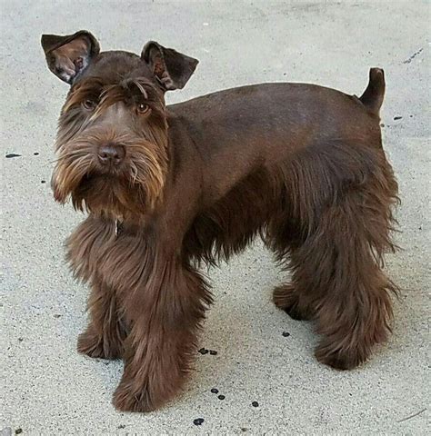 Brown Schnauzer