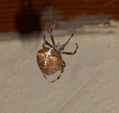 brown spider with big butt