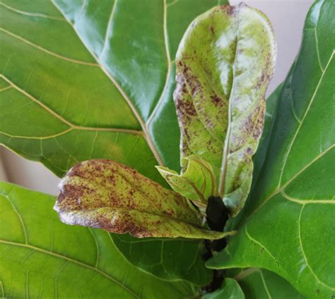 Fiddle Leaf Fig Brown Spots