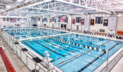 brown swimming and diving