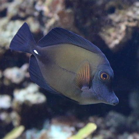 Brown Tang Size
