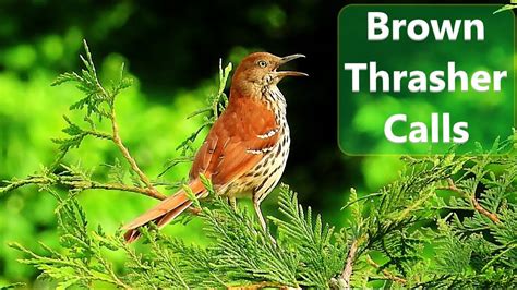 Brown Thrasher Warning Call