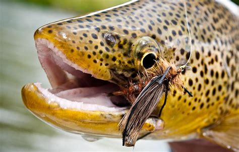 Brown Trout Fly Fishing Tips