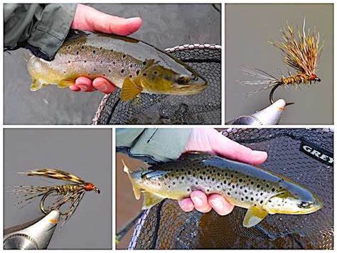 Brown Trout Fly Patterns
