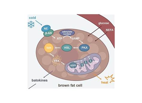 brown fat cell activation
