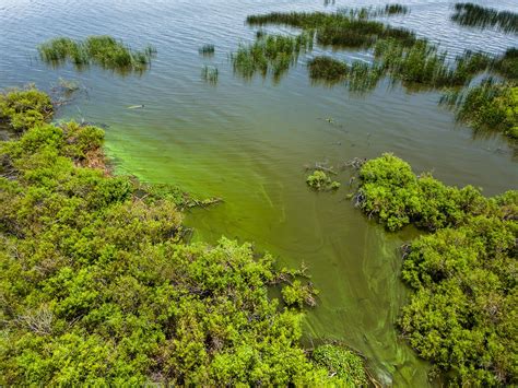 Brownlee Reservoir Algae Bloom