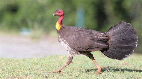 Brush Turkey Pet