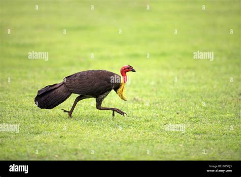 Brush Turkey Running