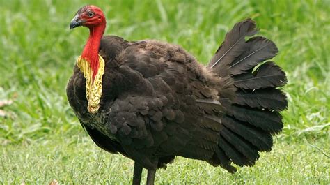 Brush Turkey Weight