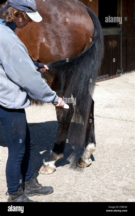 Brushing Horse Tail