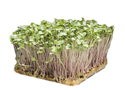 Brussels Sprouts Microgreens
