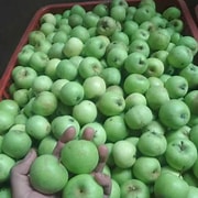 buah apel manalagi indonesia