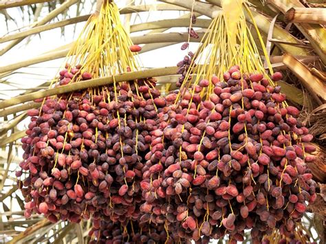 buah kurma indonesia