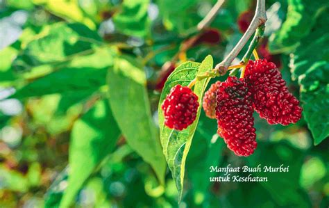 buah murbei manfaat