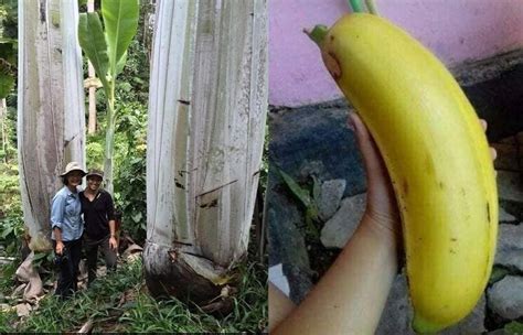 buah pisang terbesar di dunia