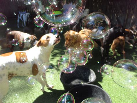 Bubbles For Dogs