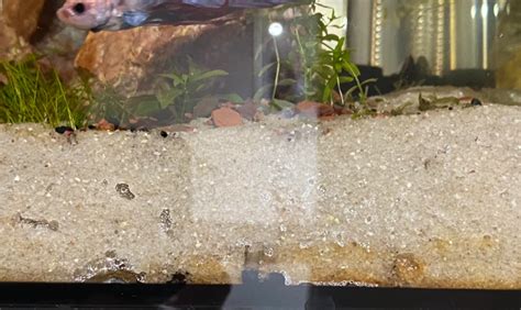 Bubbles From Aquarium Substrate