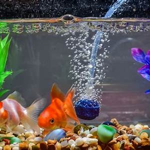 bubbles in fish tank