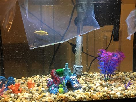 Bubbles In Fish Tank From Filter