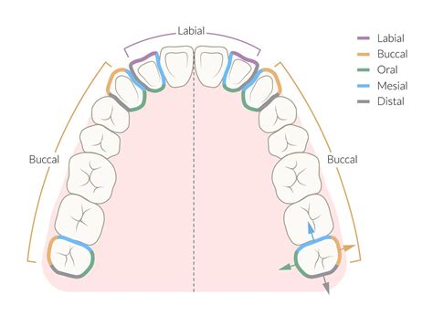 Buccal Surface Of The Tooth Definition