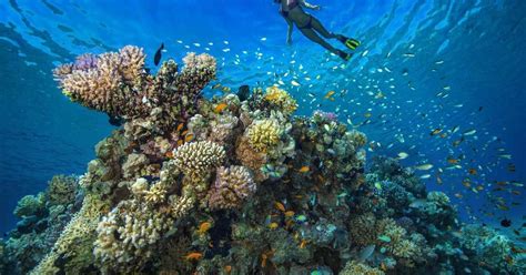 Buceo en Fujairah