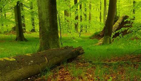 Hilfe für den wilden Wald | Aktuelles | Nationalpark Harz