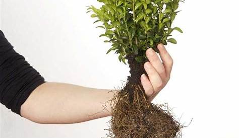Buchsbaum umpflanzen - Tipps und Kurzanleitung