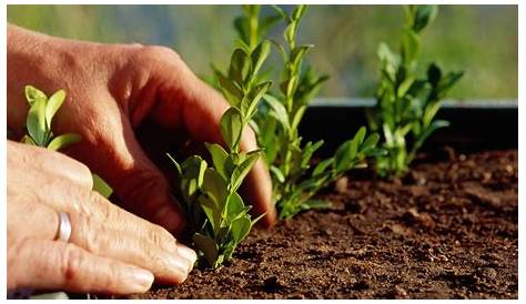 Buxus Vermehrung. Buchsbaum ganz einfach selber heranziehen