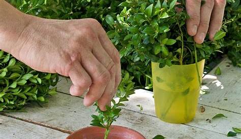 Buchsbaum vermehren: Stecklinge & Teilung - Plantura