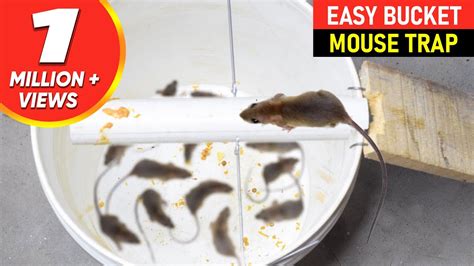 Bucket Mouse Trap Doesn T Work