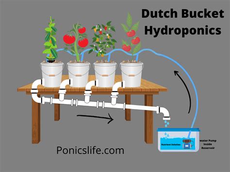 Bucket System In Hydroponics