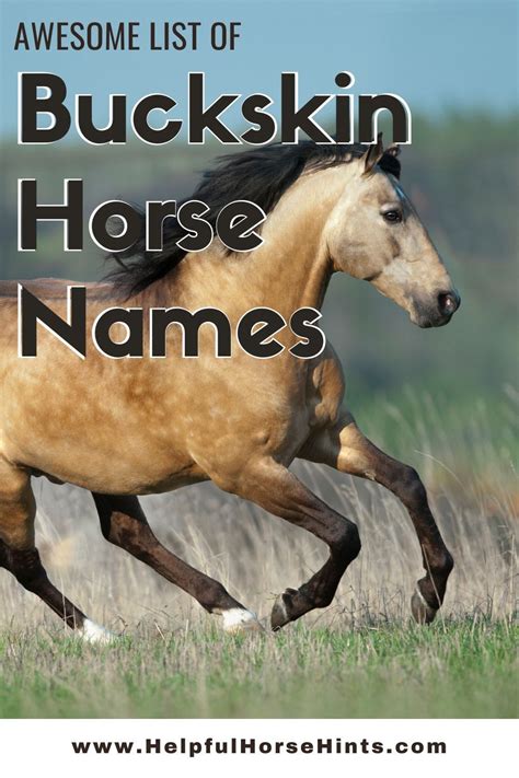 buckskin horse names