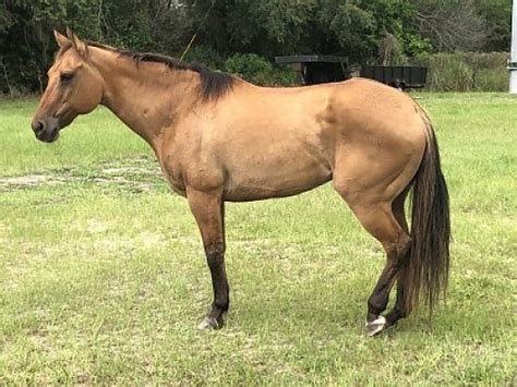 buckskin horses for sale in florida