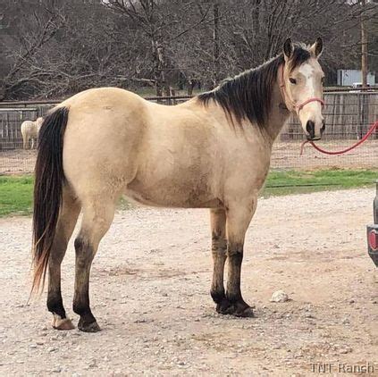 buckskin horses for sale in texas