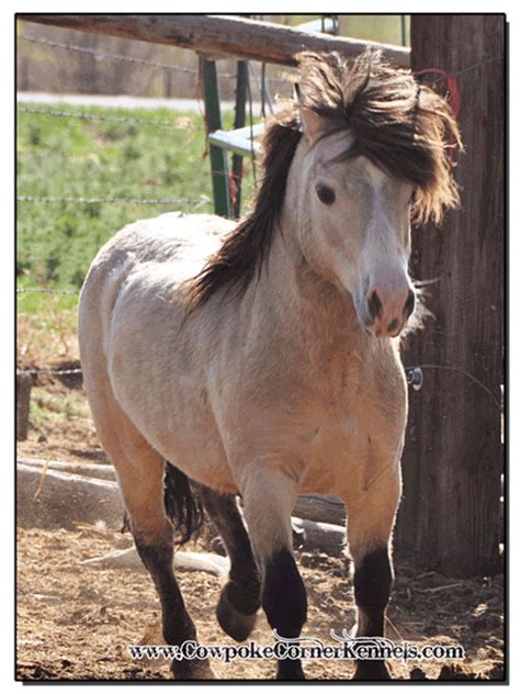 buckskin miniature horse for sale