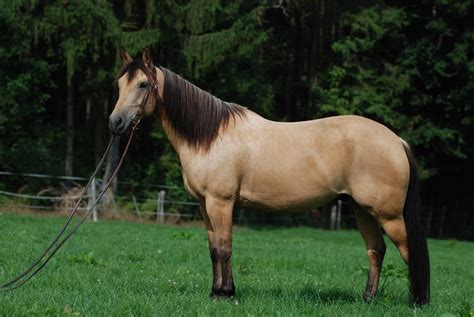 buckskin quarter horse