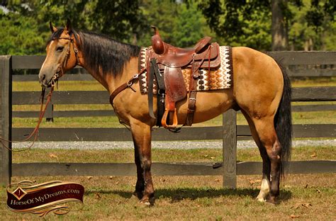 buckskin quarter horse gelding for sale